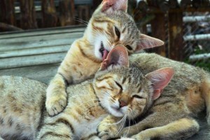 Экскурсия в экопарк Беремицкое: Музей диких котов